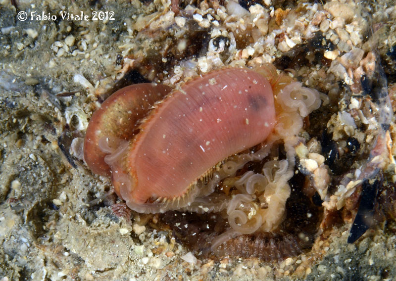 Eupolymnia ?